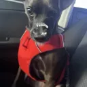 darkcully