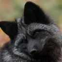 blackfox2010
