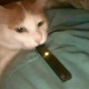 avatar Vaping_Cat