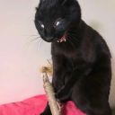 pingu.air.soldier's Avatar