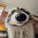 raccoon7970
