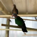 world_wildlife