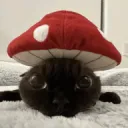 predever