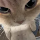predever