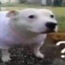 dogereu