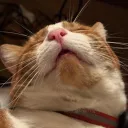catatomic