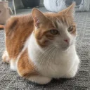 antthepikachu12