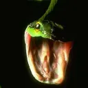 snakebite_88