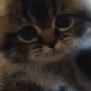 avatar 🌟 🦋 SomeGirl 🦋 🌟