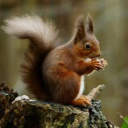 avatar Morten Motorolie