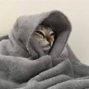 toddyruim