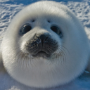 seal2271#6477's avatar