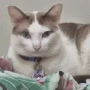 alittleq