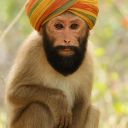 avatar Vikram Kumar Omar singh