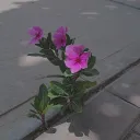zw0v