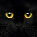 schwarzekatze8