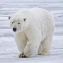 alrgie