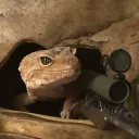 lizard_sniper