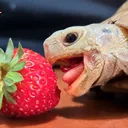 barneyandroc