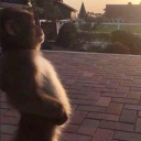 avatar 🥀DҽLαRσʂα🥀