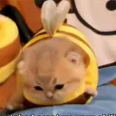b.bee