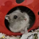 beodora