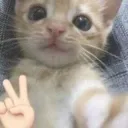 cheaddaca
