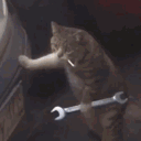 paladinwolfi