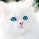 avatar Shiro