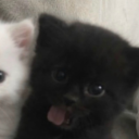 avatar K1N ♰ 하나님을 믿으세요