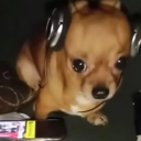 avatar RadiationalRadioheadDogMoth