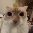 avatar RadiationalCatWitFruitOnHeadMoth