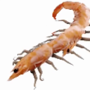avatar RadiationalShrimptipedeMoth