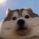 lootic_shmootic