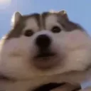 lootic_shmootic