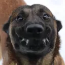 lootic_shmootic