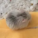 killerdeath46 avatar