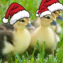 ducc_quacc