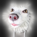 avatar Fluffy/Krissy