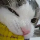 theusernameupdatefuckingsucks