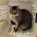 whatdoesaguyhavetodo