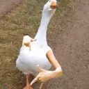 wshwshcanneapeche3815