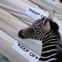 caujajsemviktor