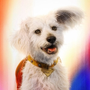 avatar Krypto The Dog