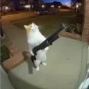 gweasel