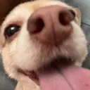 bimmybim