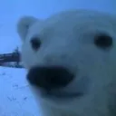 polarpablo