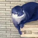 sictoabu