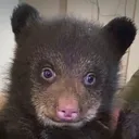 shortysnemehlo