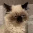 nyan.nyan.